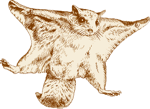 Japanese flying squirrel